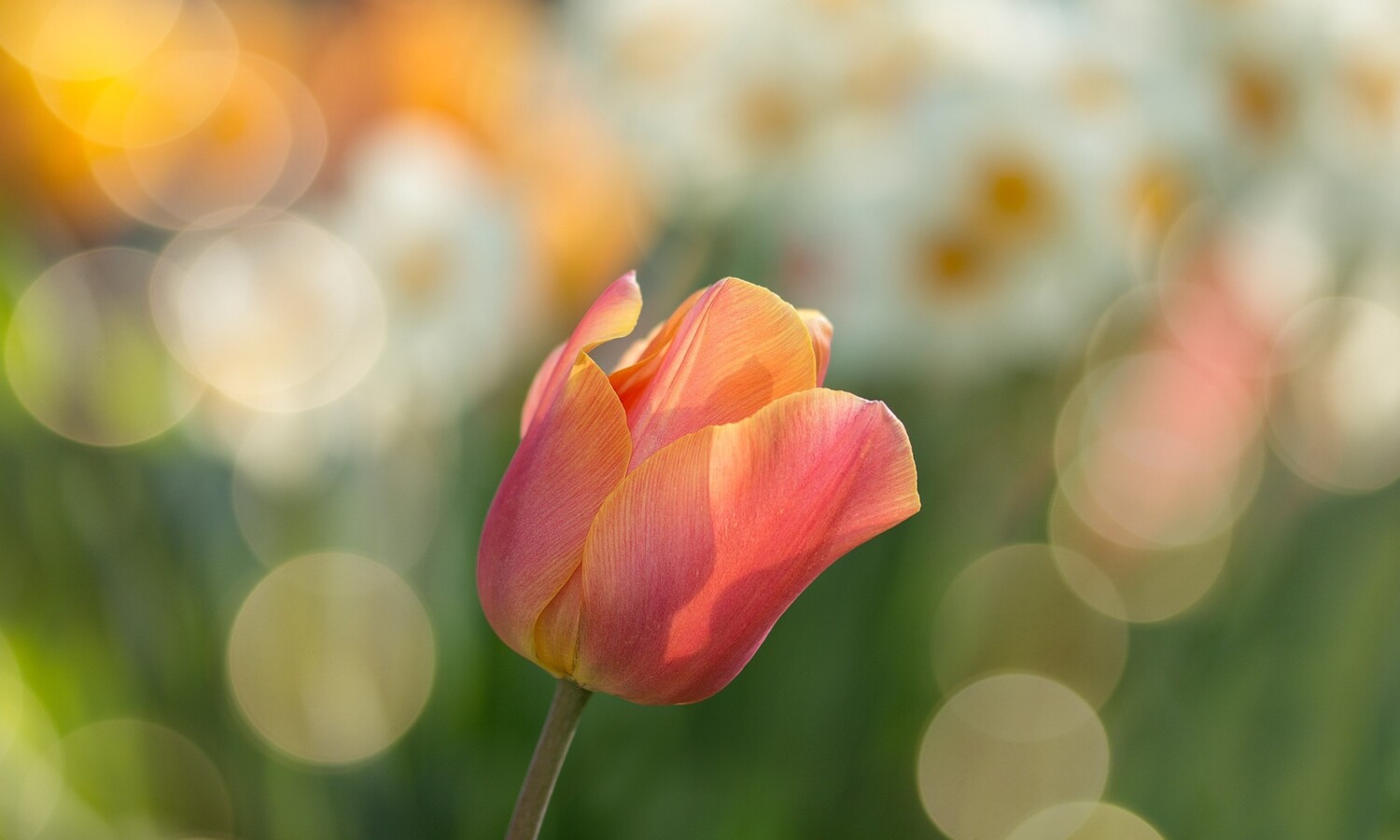 Tulpen